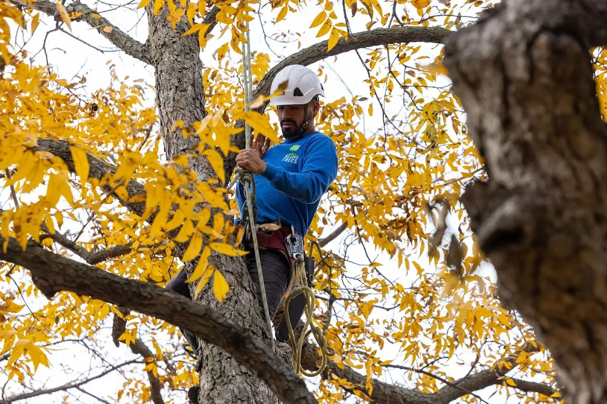 Skilled Tree Planting crew working in Karval